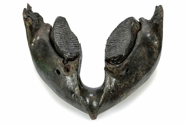 Wide Woolly Mammoth Lower Jaw With M Molars - Poland #357012